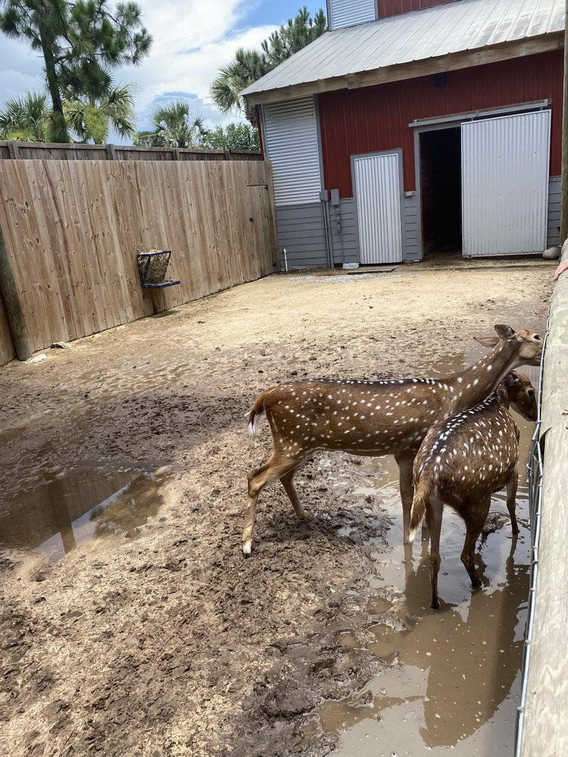 ZooWorld- Axis Deer Exhibit