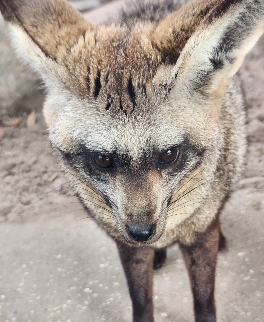 ZooWorld - Bat-eared Fox