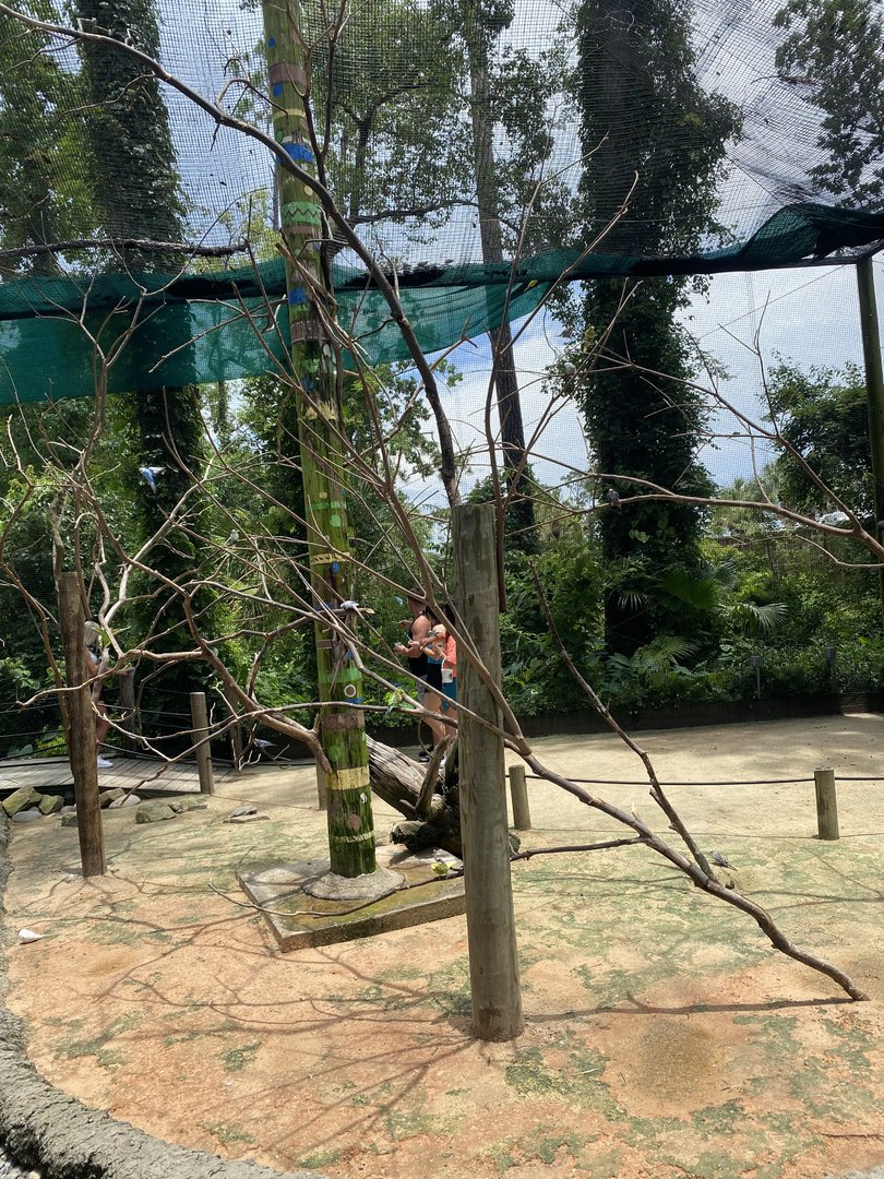 ZooWorld- Budgie Walkthrough Aviary