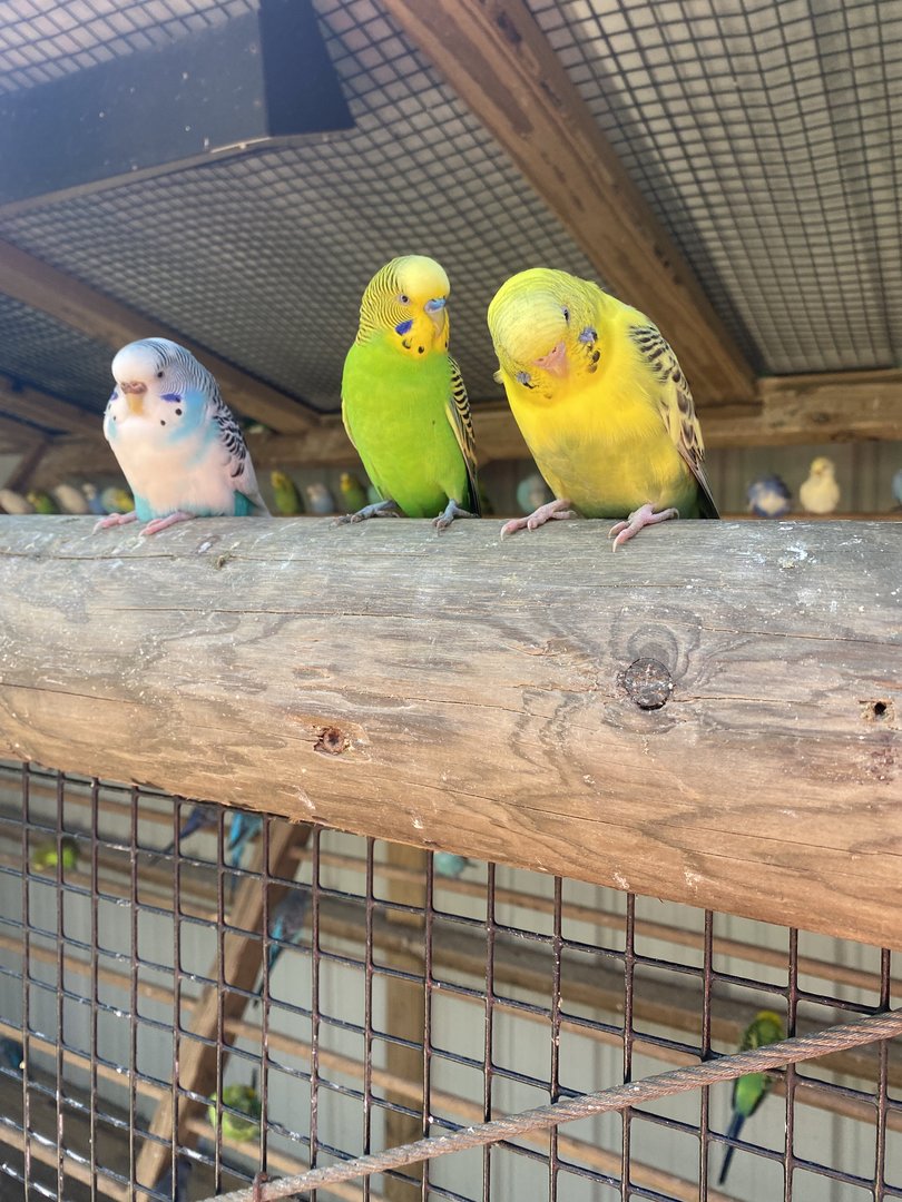 ZooWorld- Budgies
