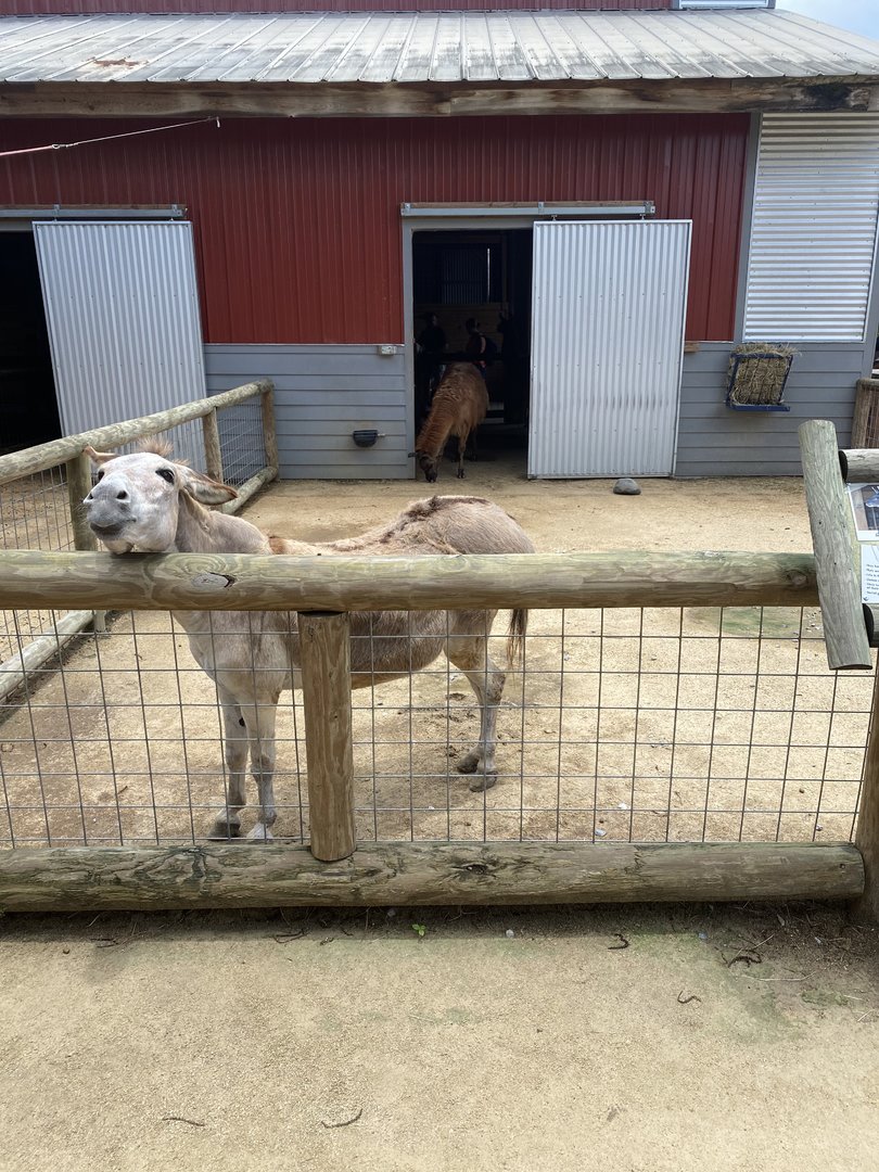 ZooWorld- Farmyard Exhibit