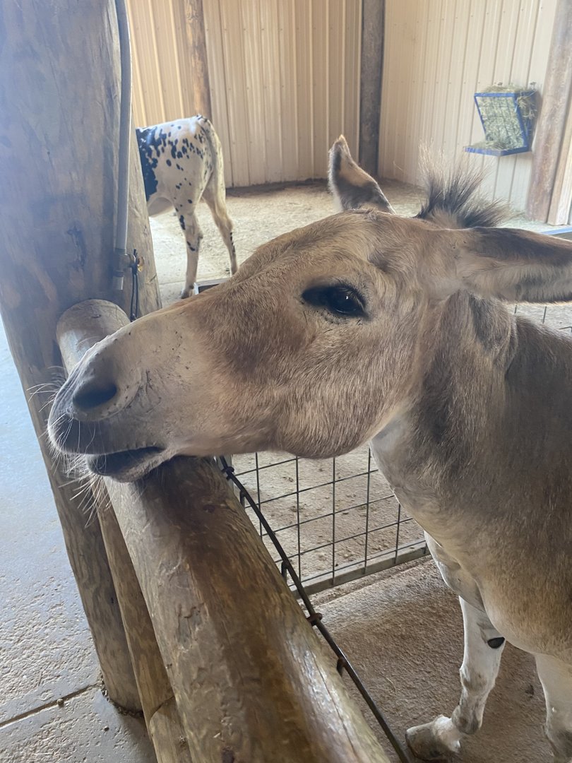 ZooWorld- Friendly Donkey