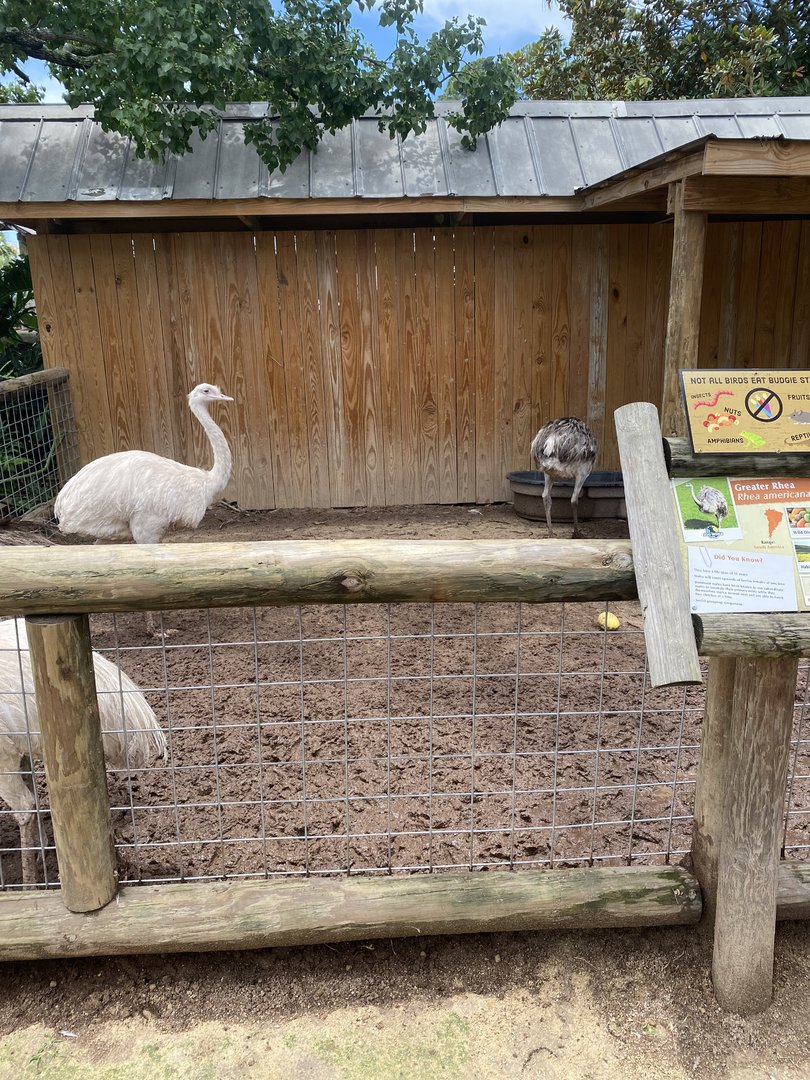 ZooWorld- Greater Rhea Exhibit