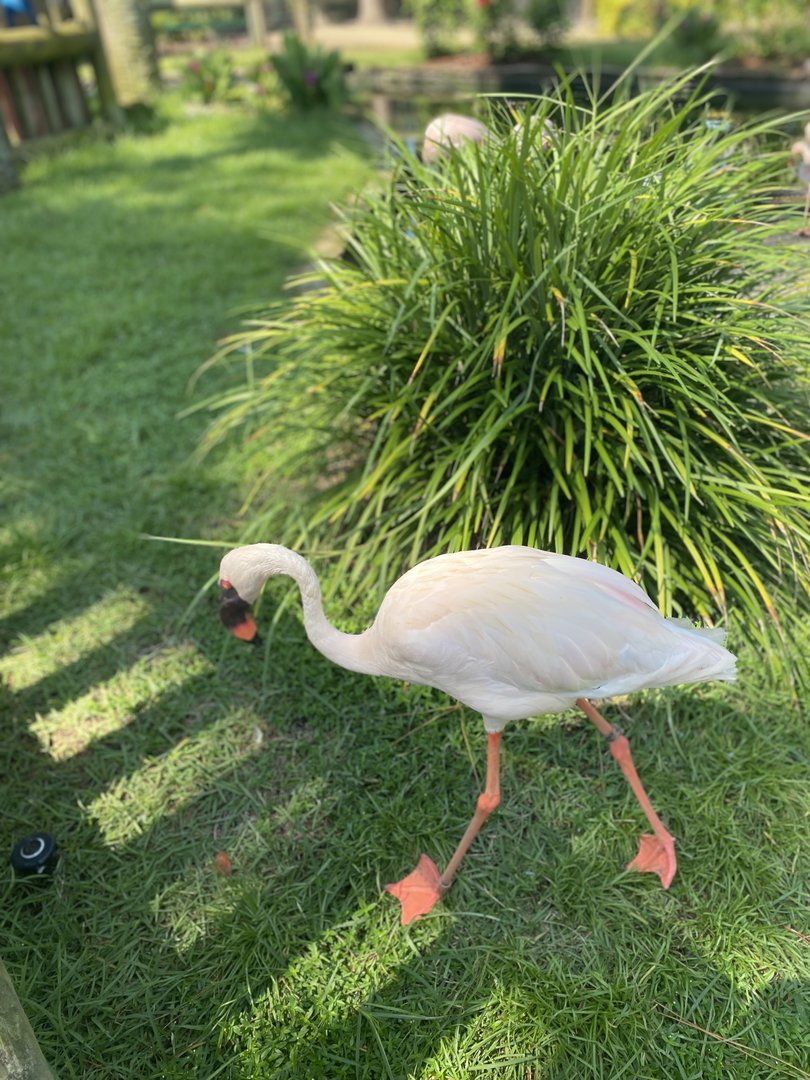 ZooWorld- Lesser Flamingo