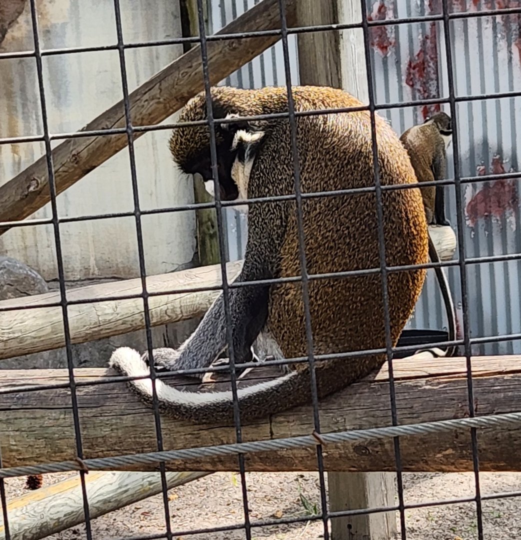 ZooWorld - Lesser Spot-nosed Monkey