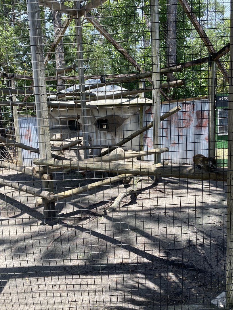 ZooWorld- Spot-nosed Guenon Exhibit