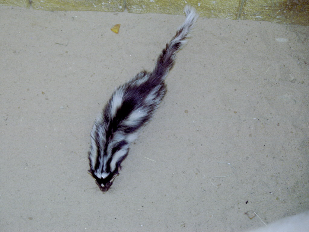 Zorilla at Amazon World 28/05/2005