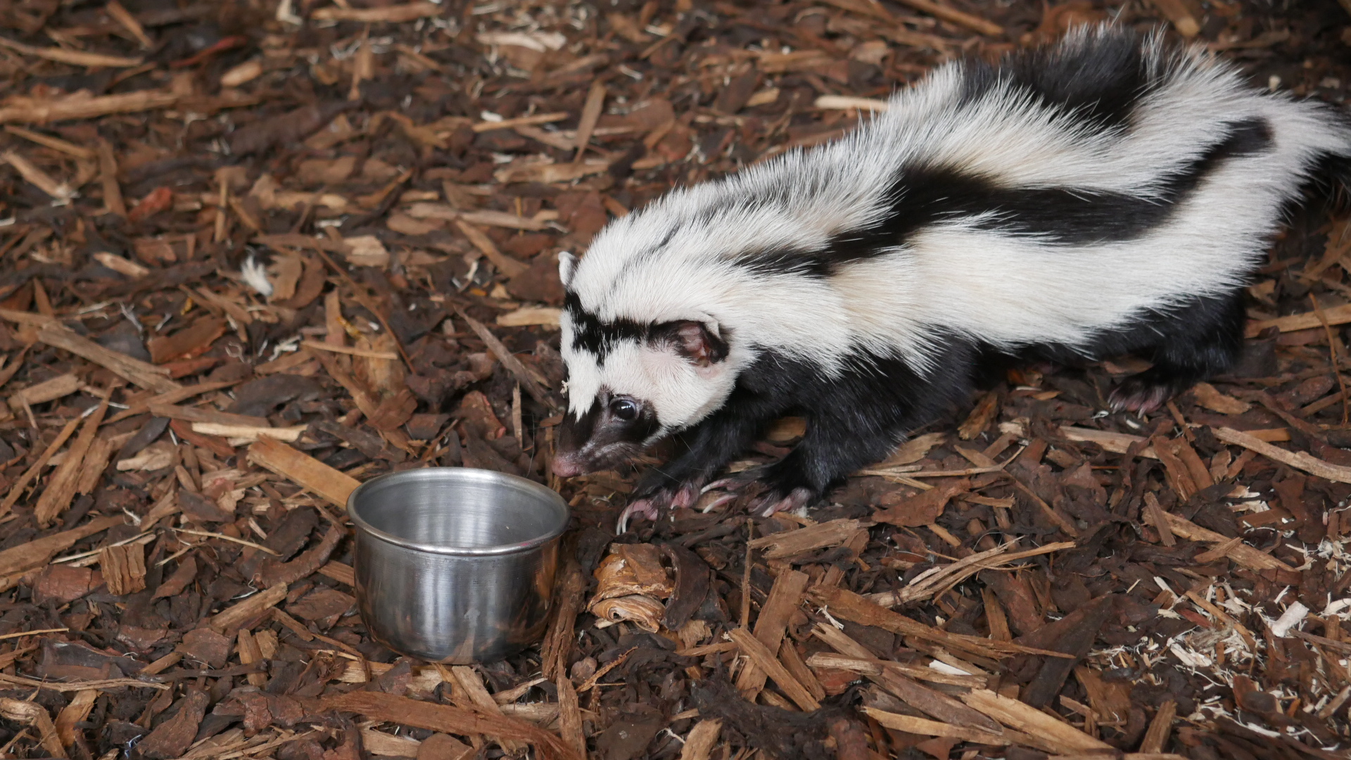 Zorilla at Cedars Nature Centre