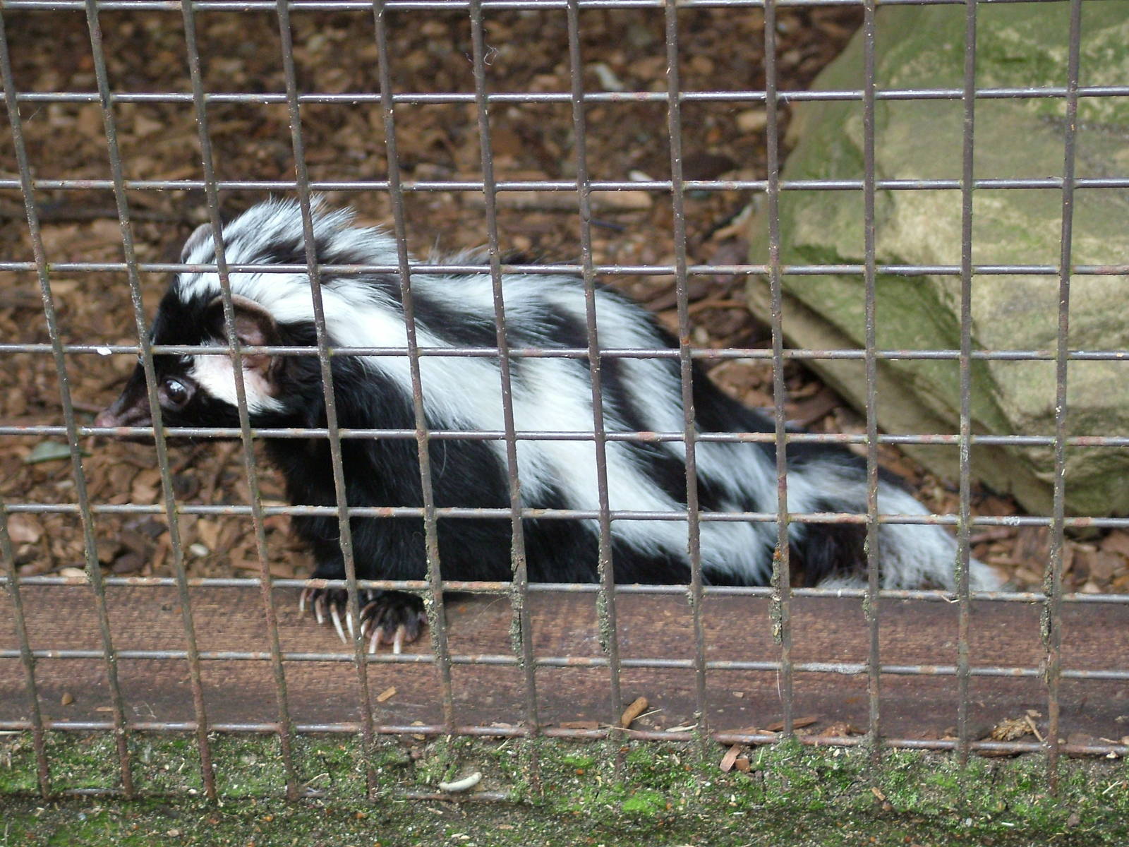 Zorilla at Paradise WP, Broxbourne 25/07/09