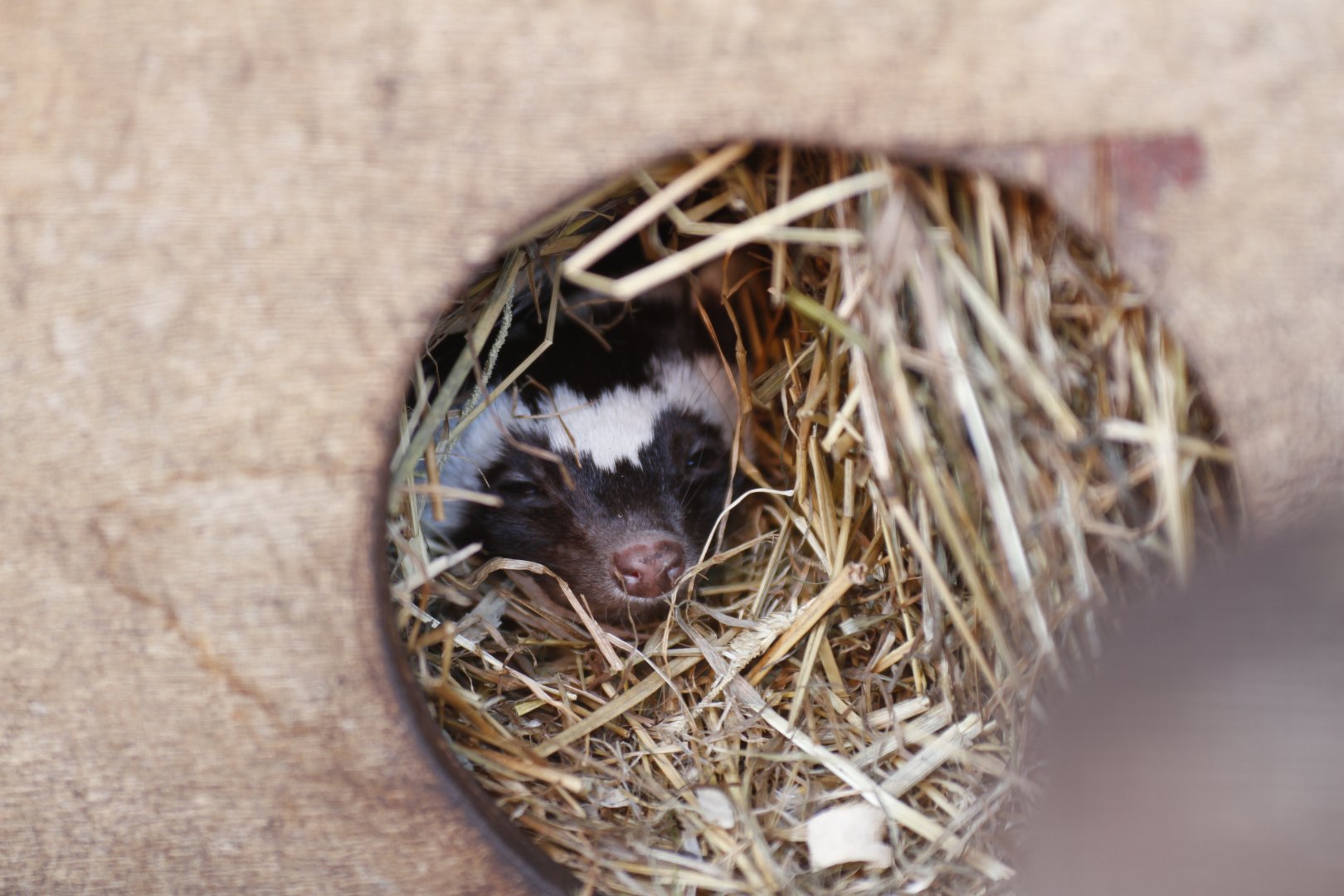 Zorilla (Ictonyx striatus)