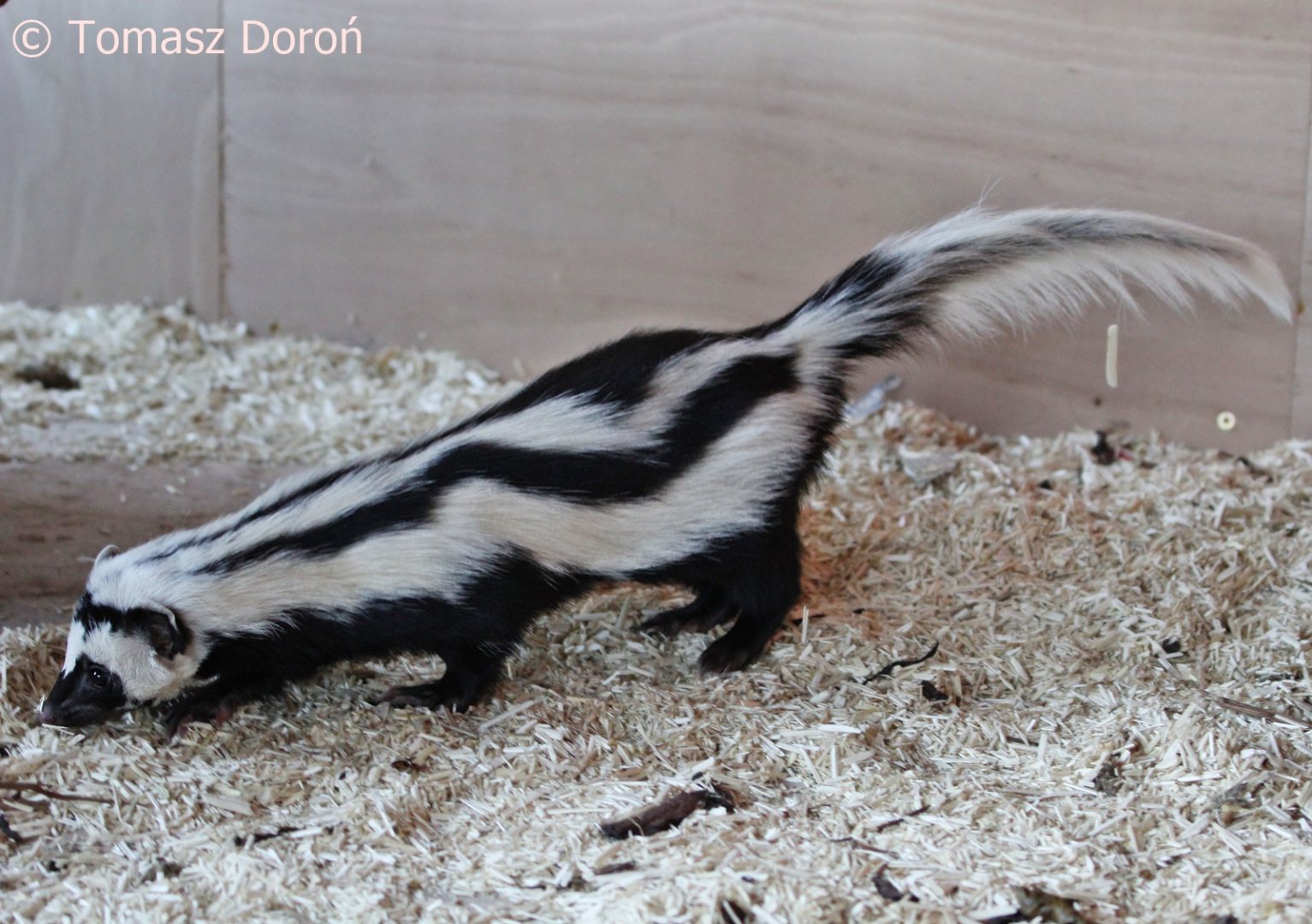 Zorilla or Striped Polecat (Ictonyx striatus) at Cedars Nature Centre, November 2017