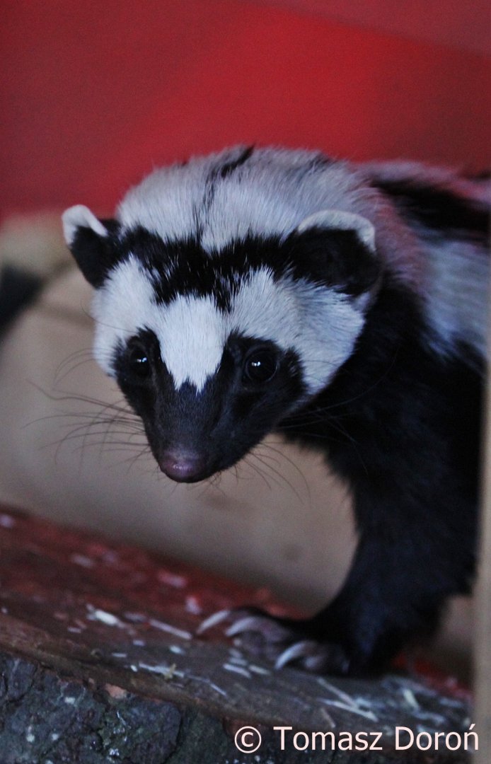 Zorilla or Striped Polecat (Ictonyx striatus) at Cedars Nature Centre, November 2017