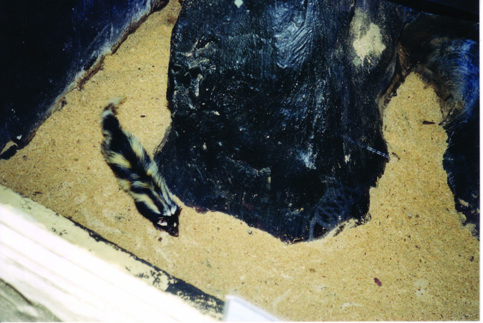 Zorilla taken 30/9/2001