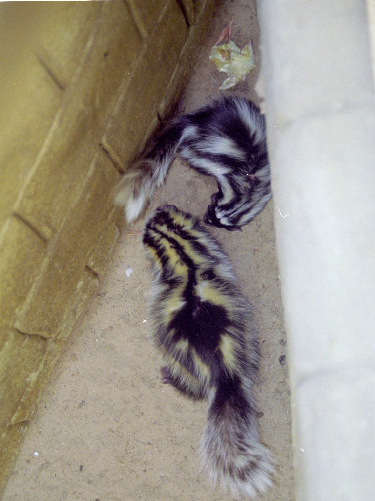 Zorillas at Amazon World 28/05/2005