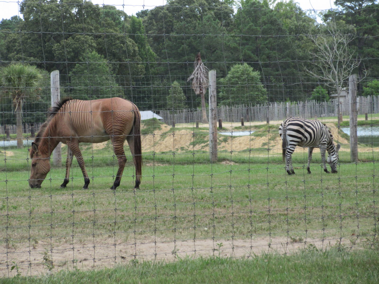 Zorse (Male Stallion + Female Zebra) + Zebra