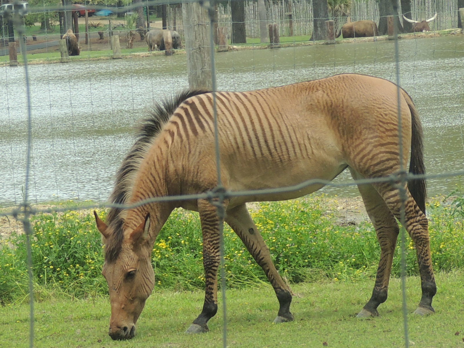 zorse