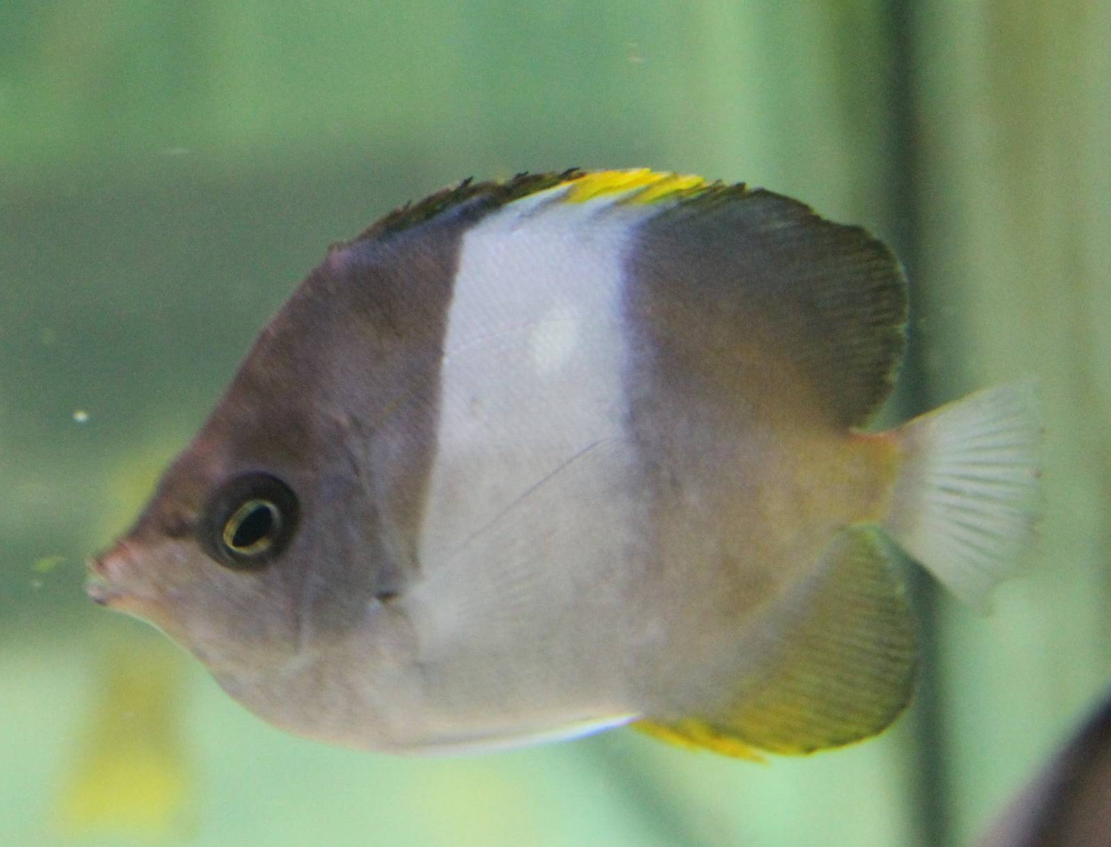 Zoster Butterflyfish (Hemitaurichthys zoster)