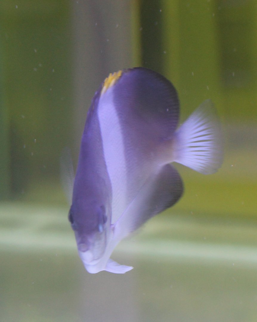 Zoster butterflyfish - Hemitaurichthys zoster