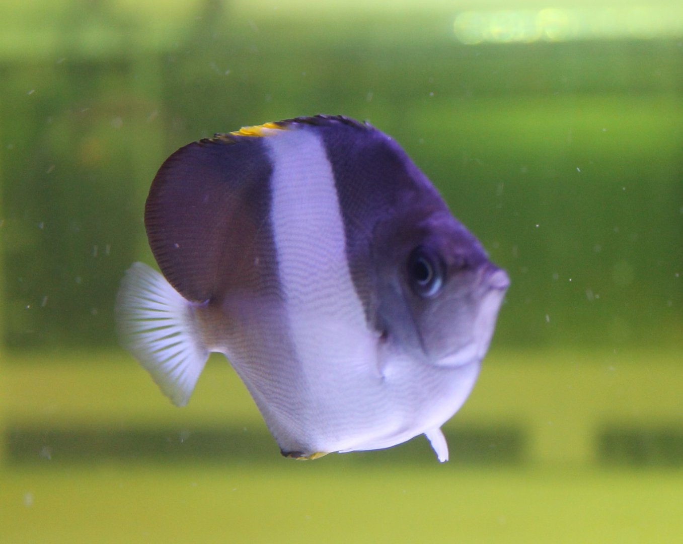 Zoster butterflyfish - Hemitaurichthys zoster