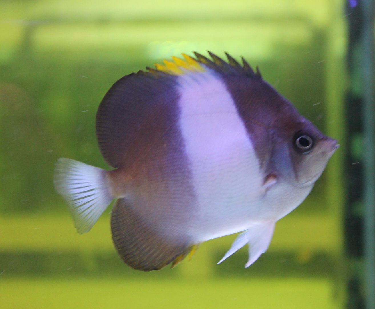 Zoster butterflyfish - Hemitaurichthys zoster