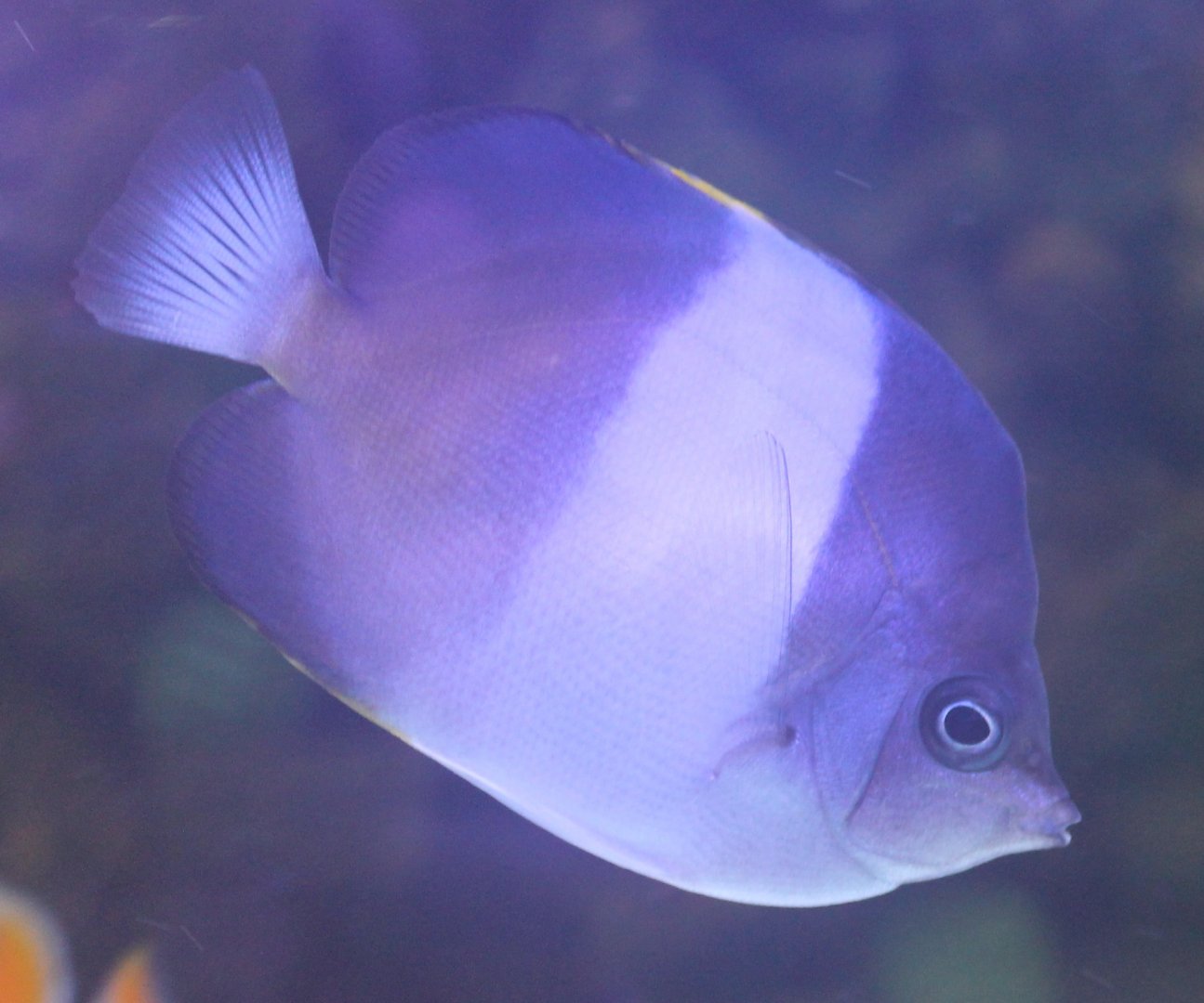 Zoster butterflyfish