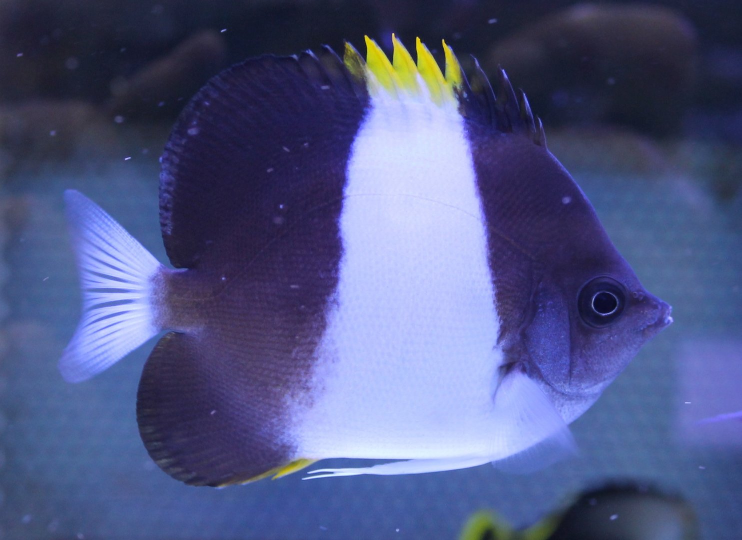 Zoster butterflyfish