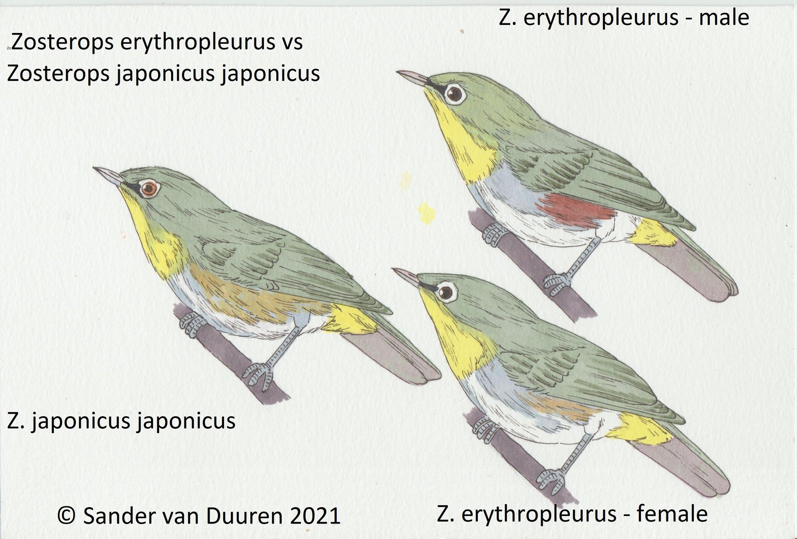 Zosterops japonicus - simplex - erythropleurus