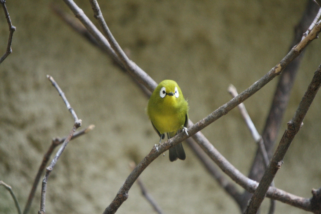 Zosterops (Kikuyu White-Eye)