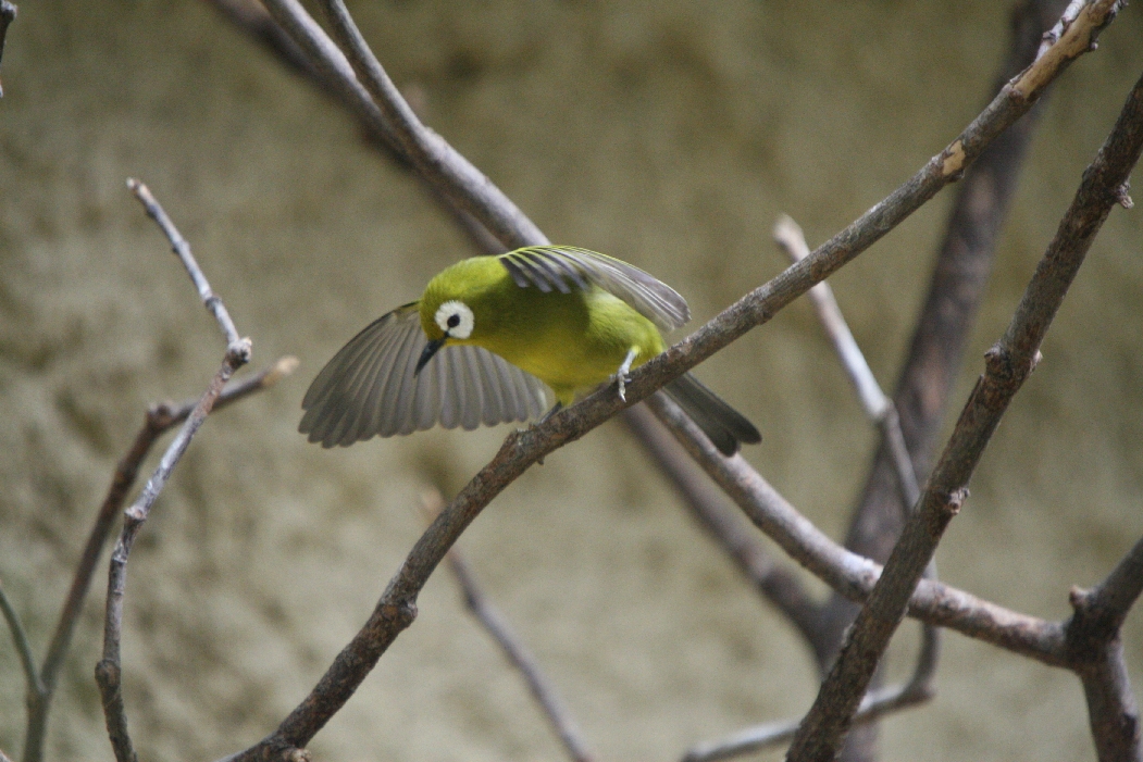 Zosterops (Kikuyu White-Eye)
