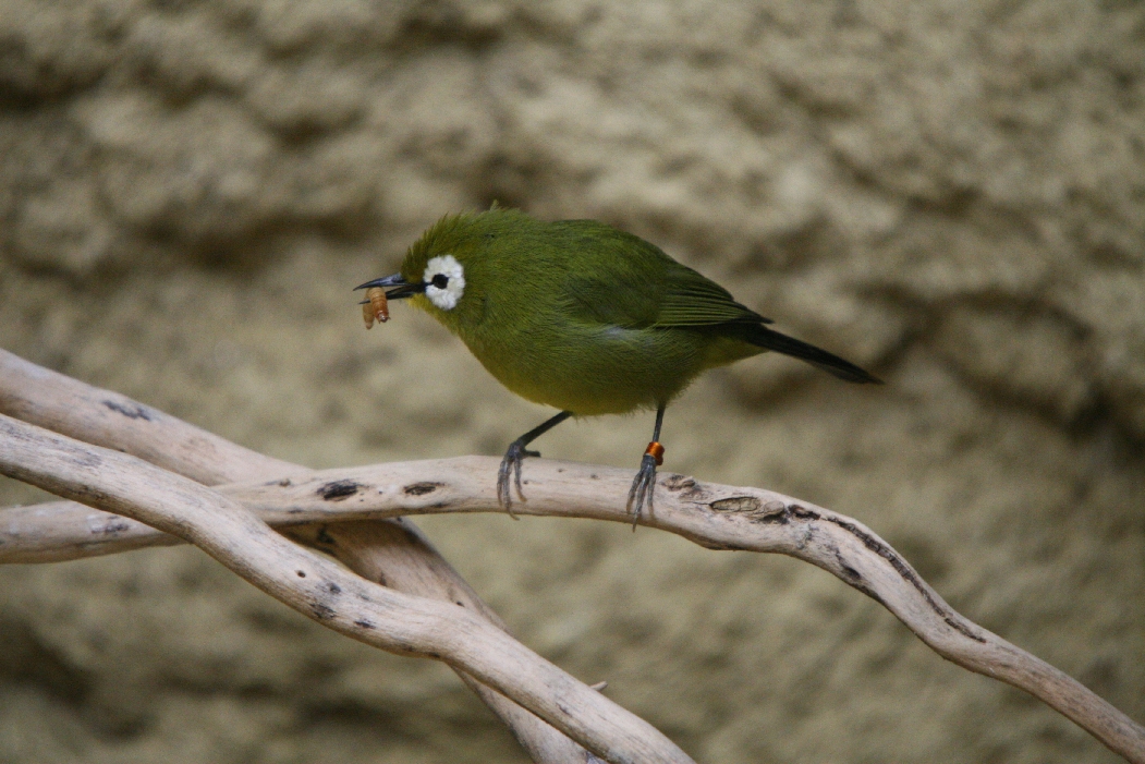 Zosterops (Kikuyu White-Eye)