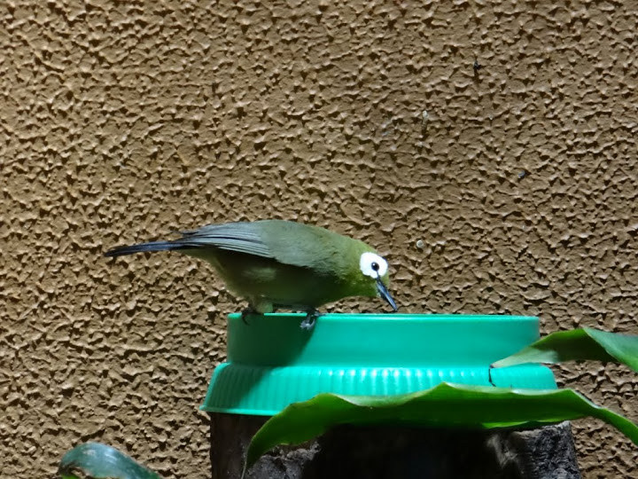 Zosterops senegalensis kikuyuensis