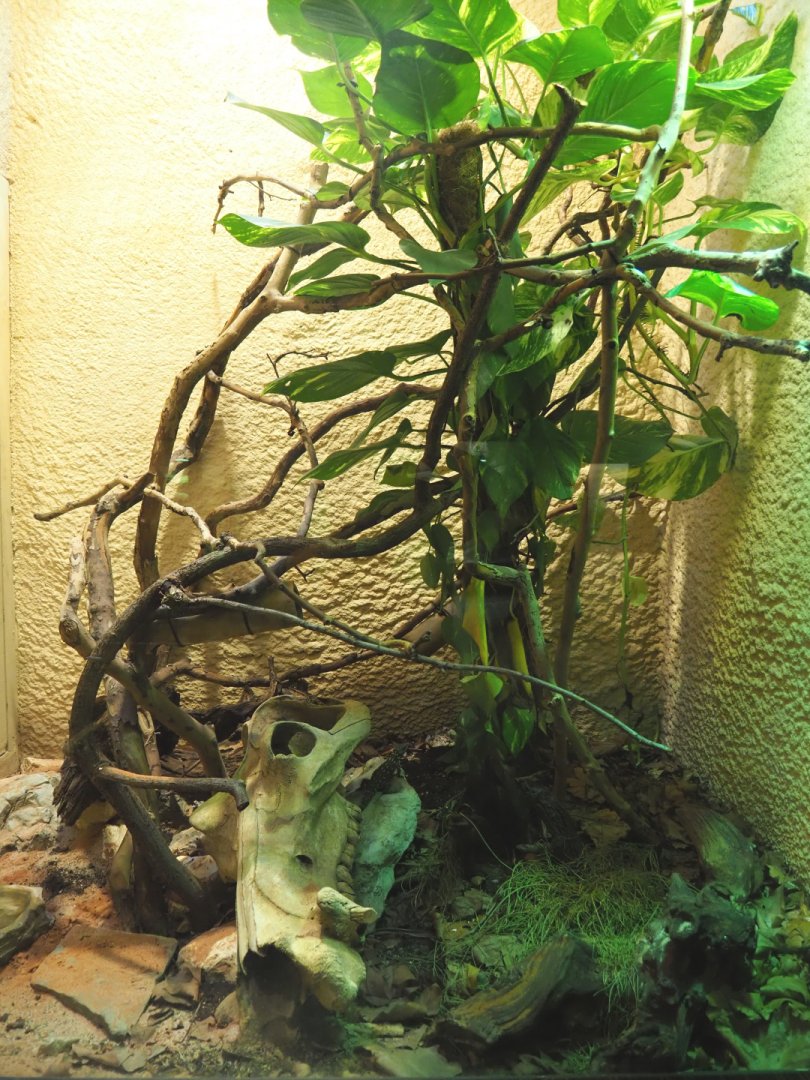 Zoutpansberg girdled lizard, 2020-09-20