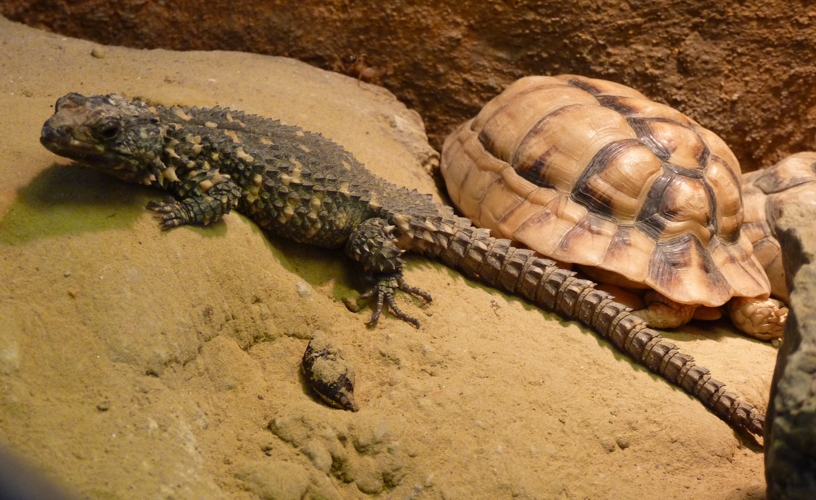 Zoutpansberg girdled lizard (Cordylus warreni depressus)