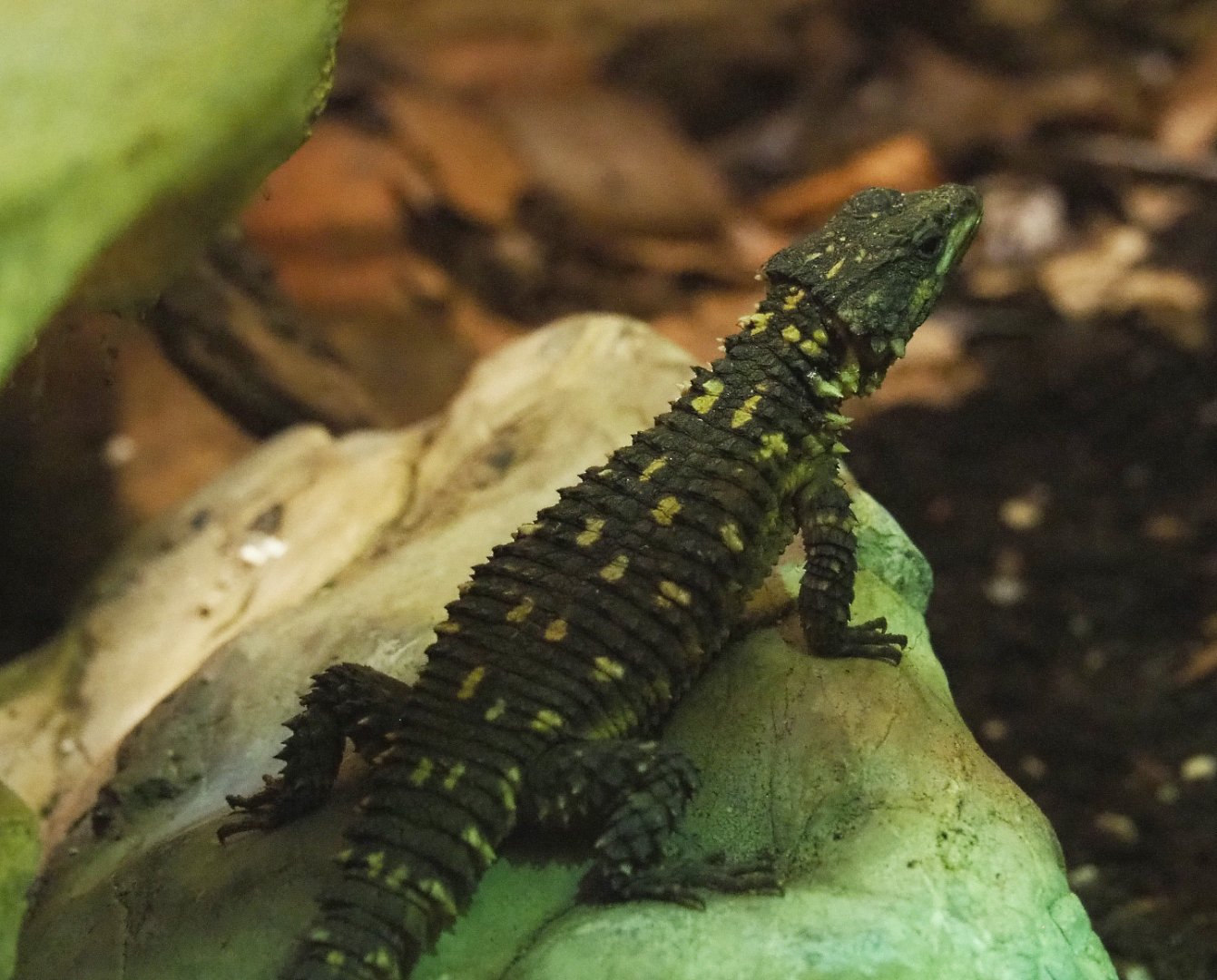 Zoutpansberg girdled lizard (Smaug depressus), 2020-09-20