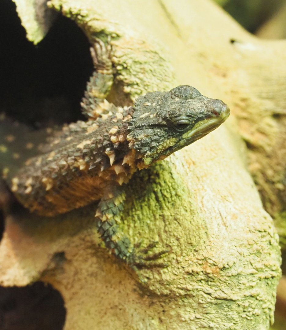 Zoutpansberg girdled lizard (Smaug depressus, 2021-06-12
