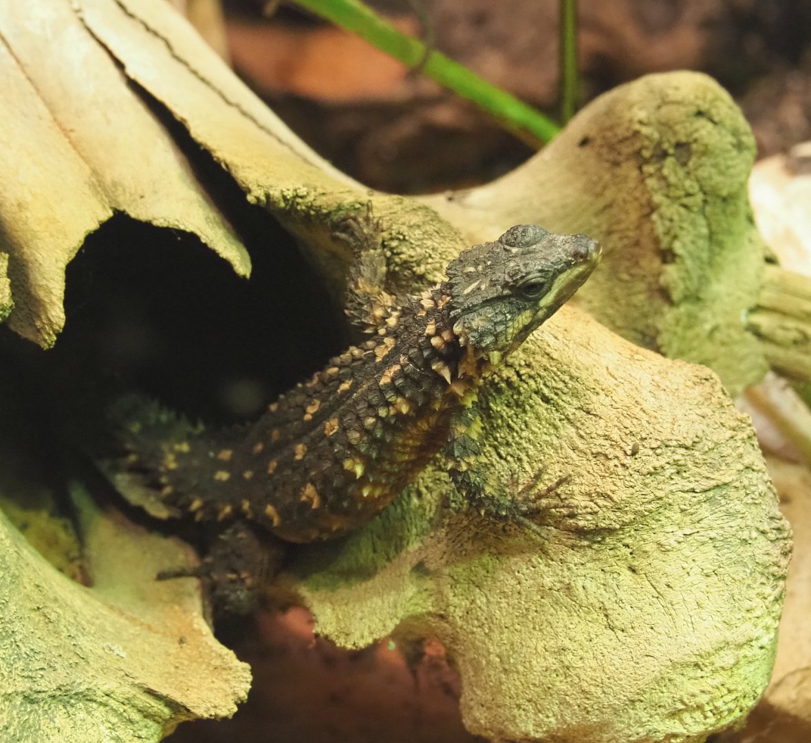 Zoutpansberg girdled lizard (Smaug depressus), 2022-03-16
