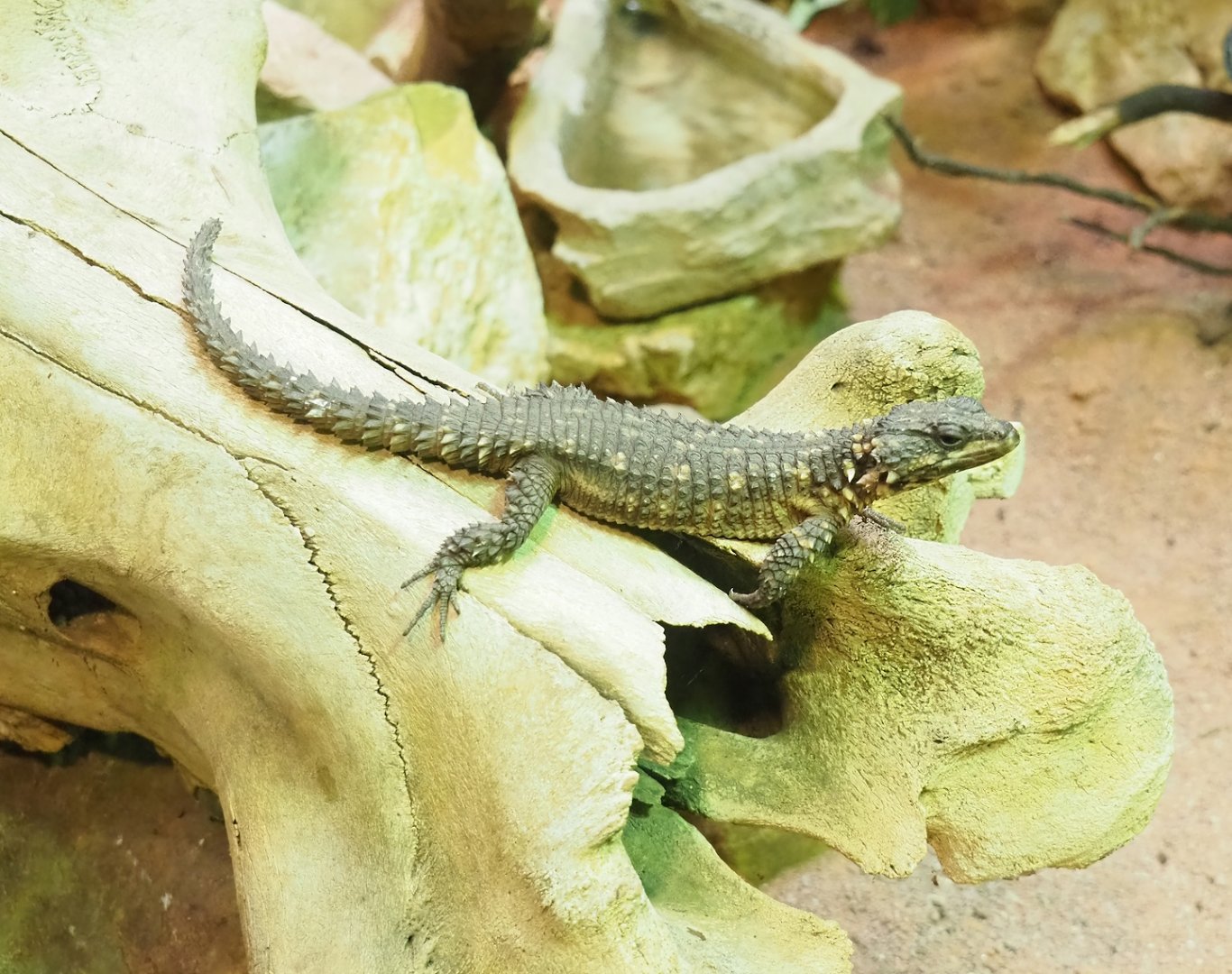 Zoutpansberg girdled lizard (Smaug depressus), 2023-04-08