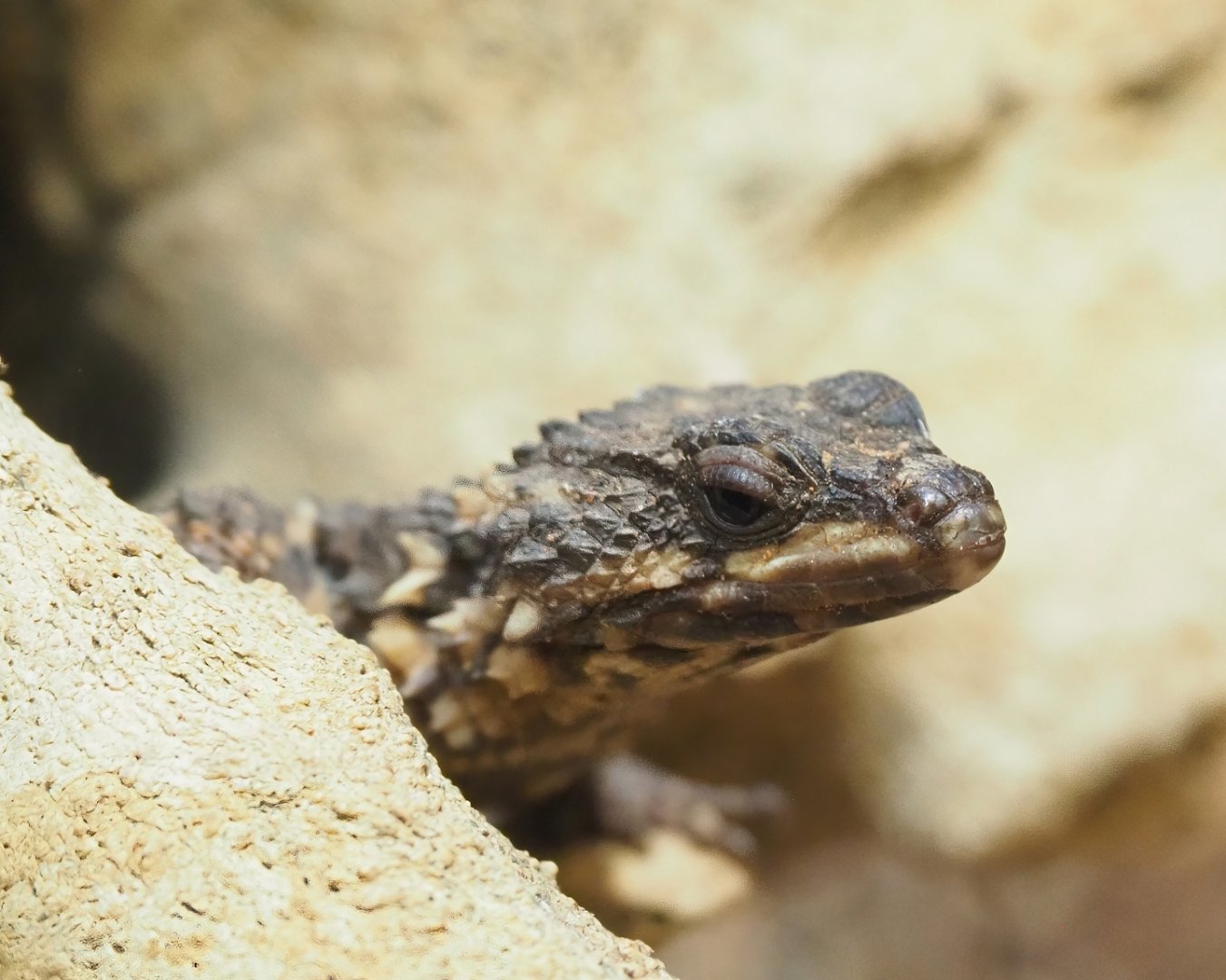 Zoutpansberg girdled lizard (Smaug depressus), 2023-07-02