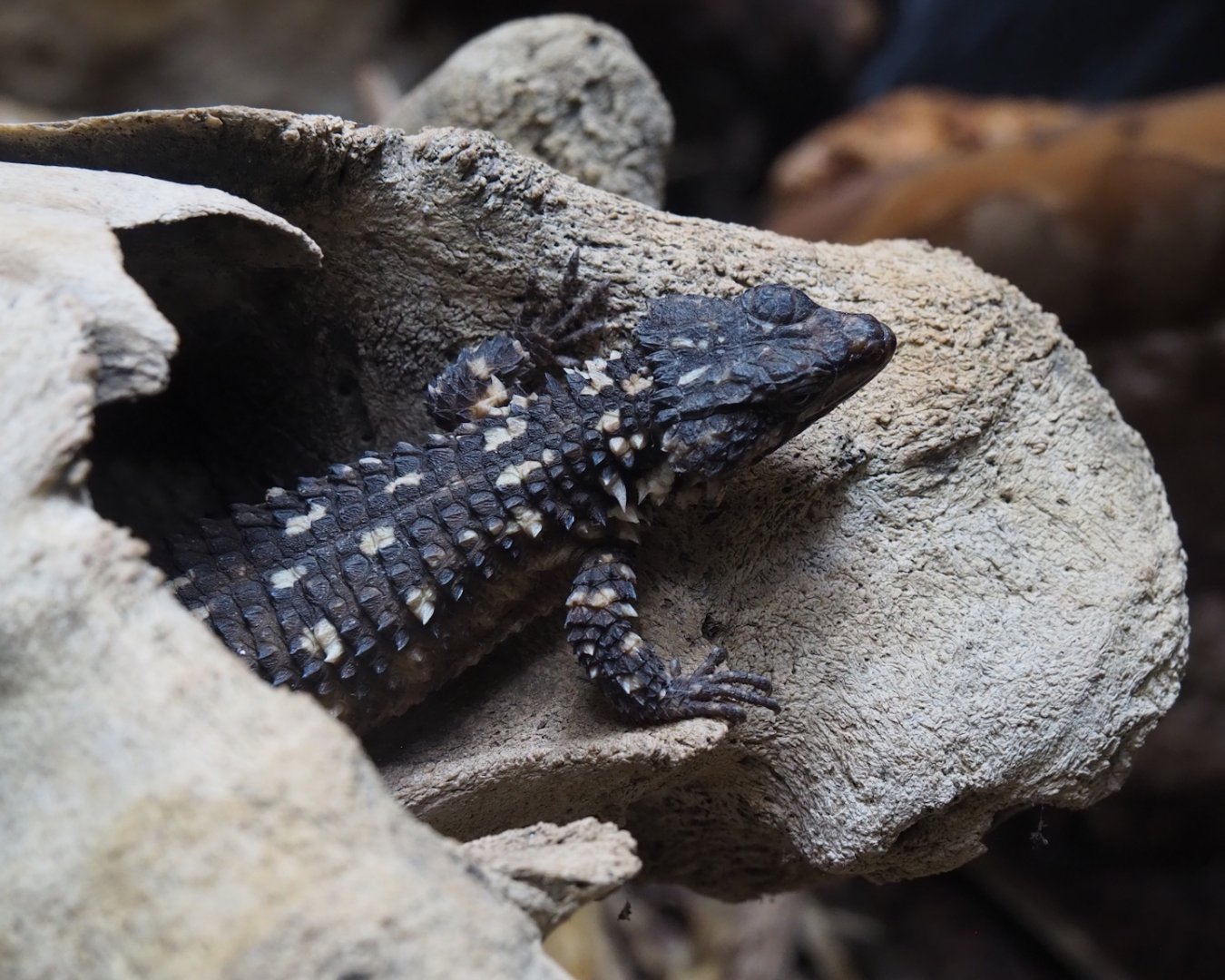Zoutpansberg girdled lizard (Smaug depressus), 2024-02-17
