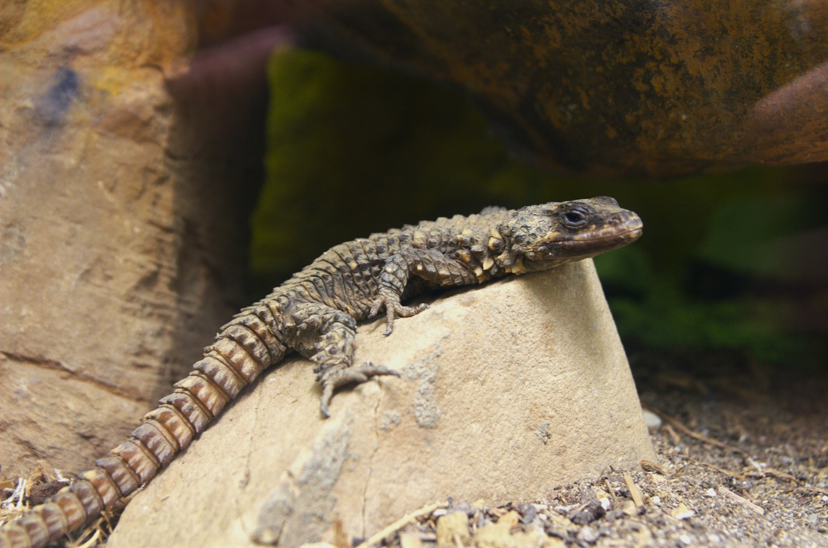 Zoutpansberg Girdled Lizard (Smaug depressus), 27-05-25