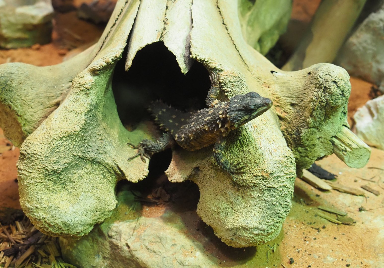Zoutpansberg girdled lizard (Smaug depressus), sitting in the nose cavity of a hippopotamus skull, 2021-06-12