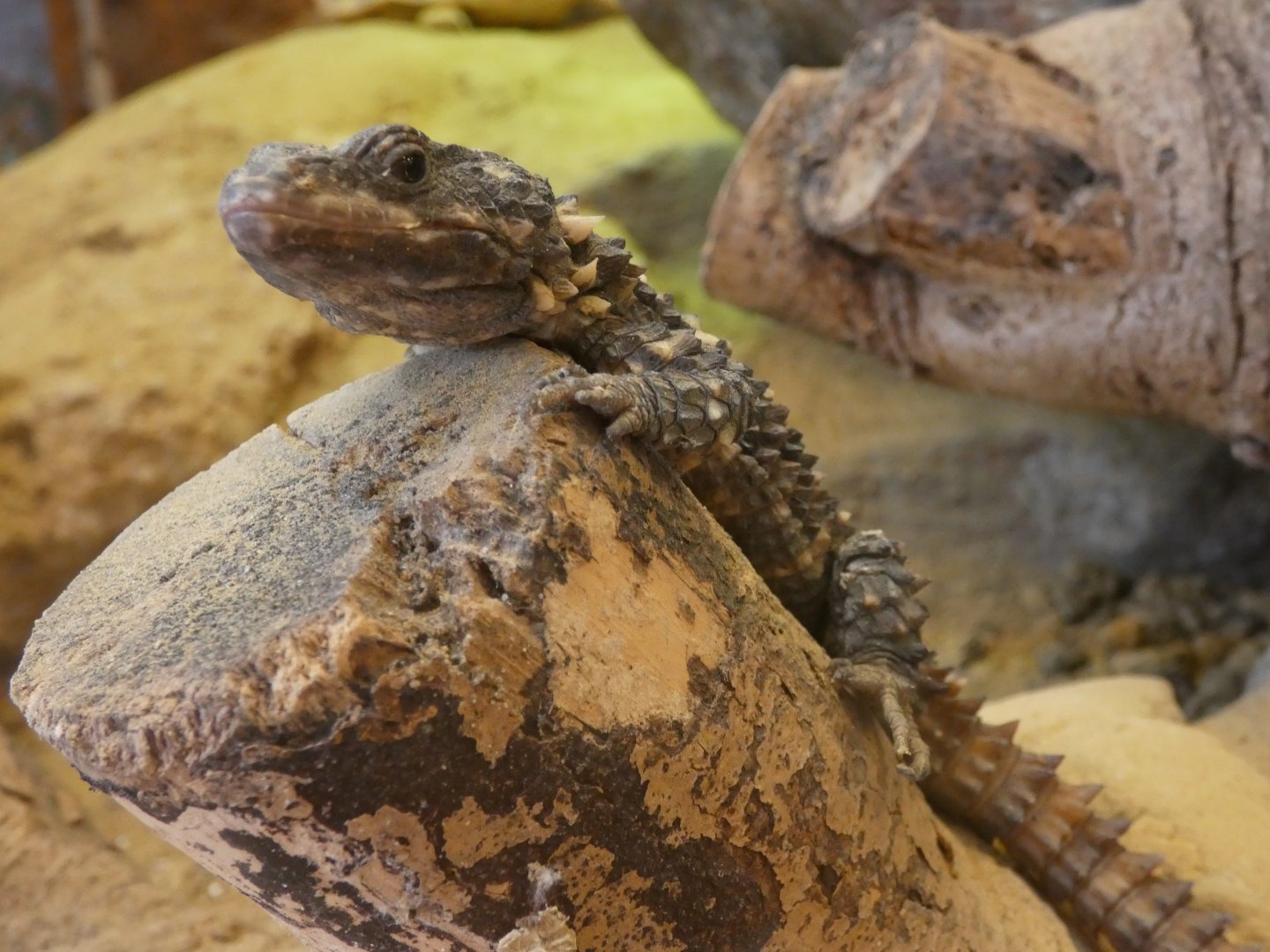 Zoutpansberg Girdled Lizard