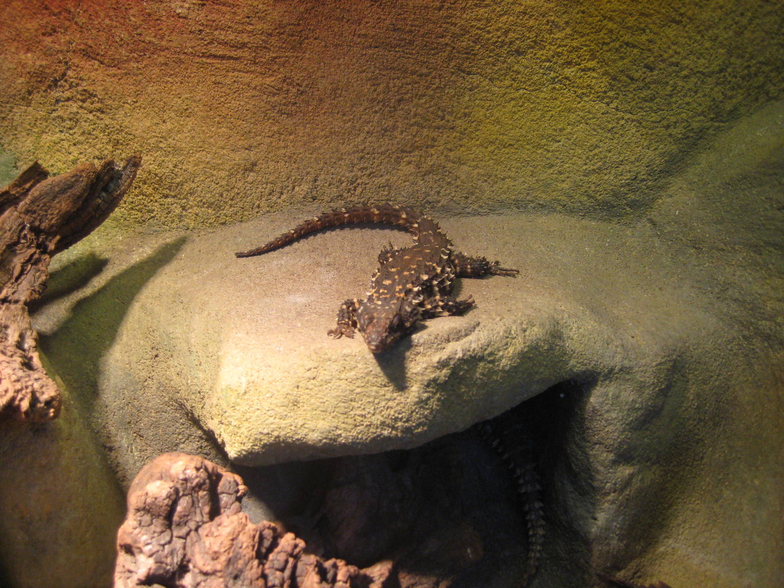 Zoutpansberg girdled lizards