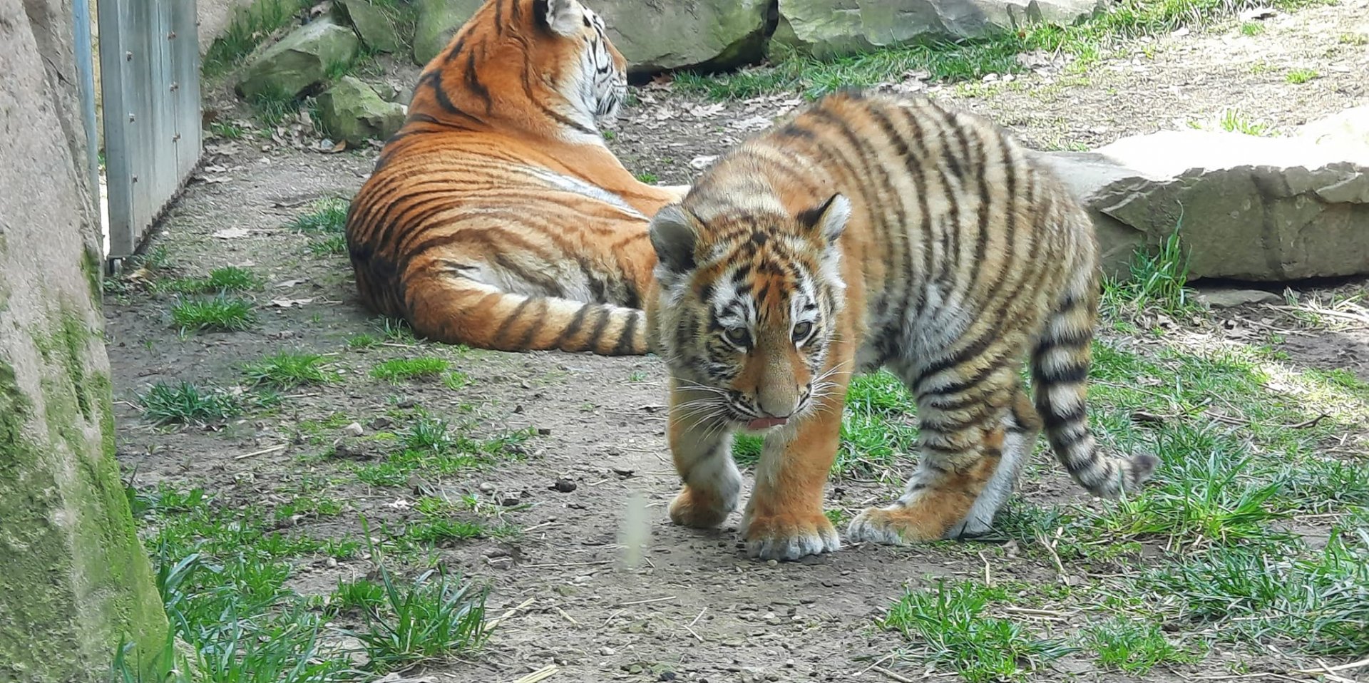 Zoya and her Cub