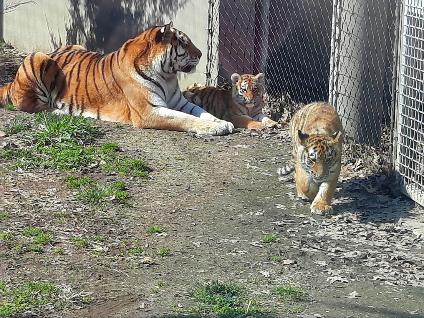 Zoya and her cubs 2