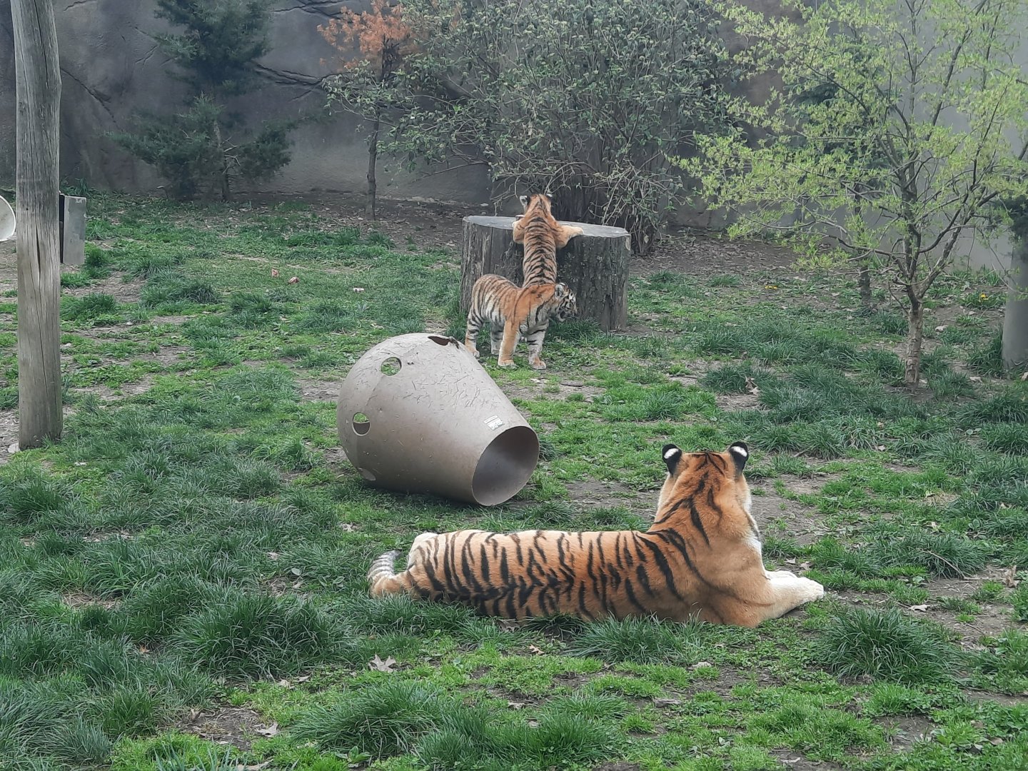 Zoya and her cubs
