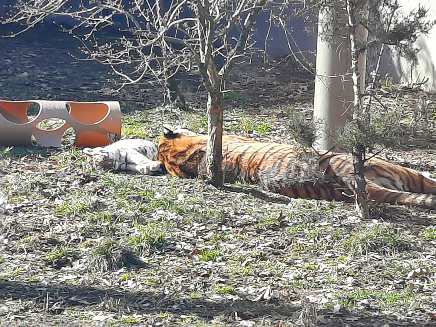 Zoya and the Cubs Napping