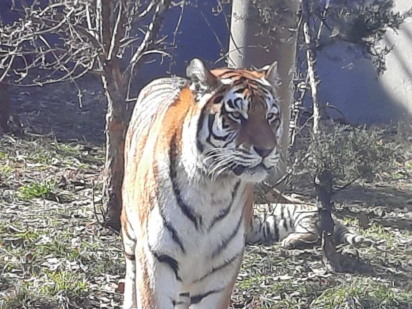Zoya guarding the cubs