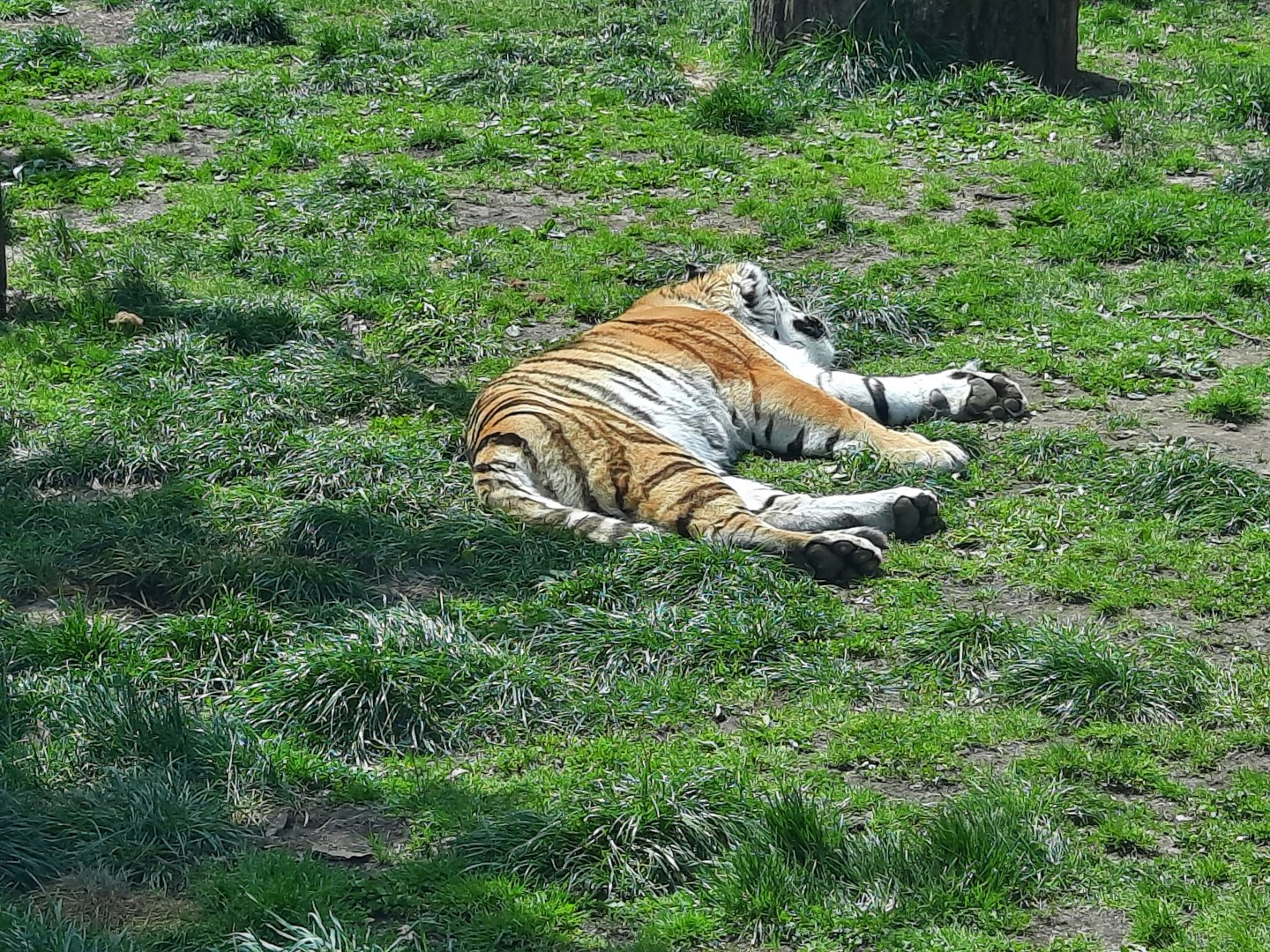 Zoya napping away from the cubs