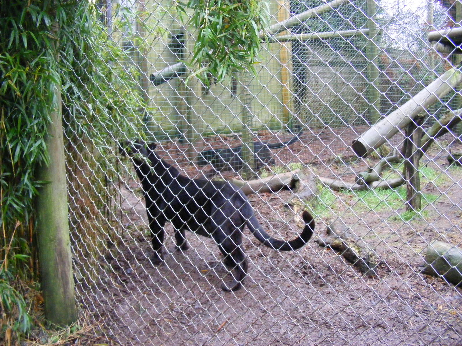 Zoysa and Ebony the leopards at Exmoor Zoo, 29 December 2010